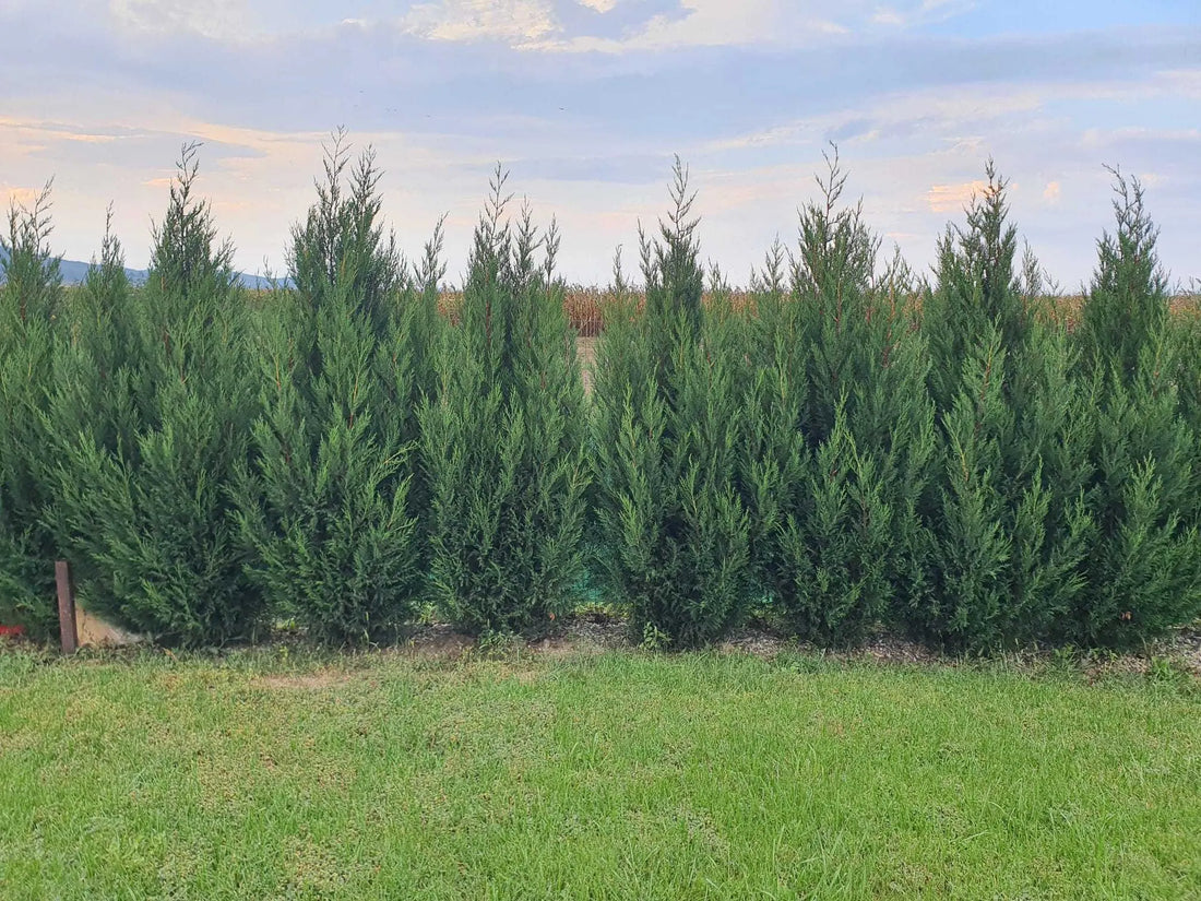 Chiparos leylandii "2001" 1.50 - 1.75 m / x Cupressocyparis leylandii "2001 - Pyramidalis" / by gradina-noastra