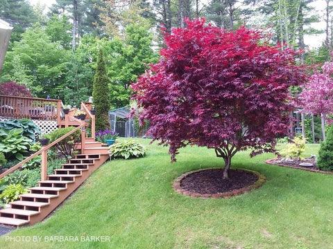 Artar japonez &quot;Bloodgood&quot; 1.00 - 1.30 m / Acer palmatum &quot;Bloodgood&quot; / gradina-noastra