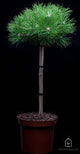 Pin rosu japonez "Low Glow" 0.80 - 1.00 m / Pinus densiflora "Low Glow" /