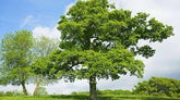Stejar pedunculat 3.00 - 4.00 m / Quercus robur / gradina-noastra
