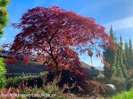 Japanese maple &quot;Crimson Queen&quot; 0.80 - 1.20 m / Acer palmatum dissectum &quot;Crimson Queen&quot; /
