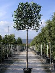 Photinia "Red Robin" palier 2.50 - 3.00 m / Photinia serrulata "Red Robin" / gradina-noastra