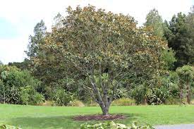 Magnolia vesnic verde &quot;Little Gem&quot; 1.50 - 1.75 m / Magnolia grandiflora &quot;Little Gem&quot;