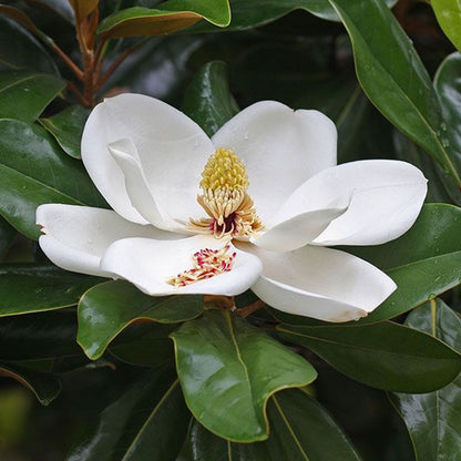 Evergreen Magnolia &quot;Goliath&quot; 1.75 - 2.00 m / Magnolia grandiflora &quot;Goliath&quot;