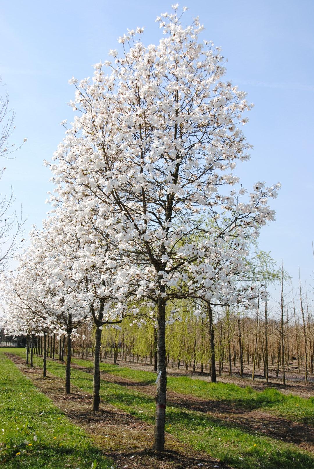 Magnolia stellata arbore 3.00 - 3.50 m / Magnolia stellata/ gradina-noastra