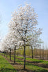 Magnolia stellata arbore  3.00 - 3.50 m / Magnolia stellata/ gradina-noastra