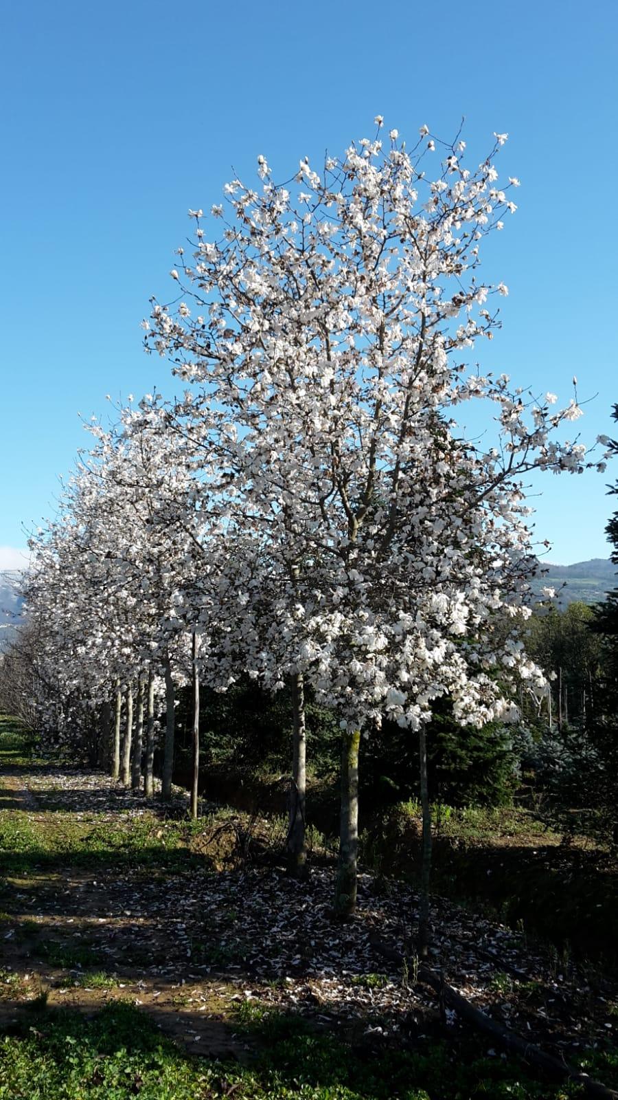 Magnolia stellata arbore  3.00 - 3.50 m / Magnolia stellata/ gradina-noastra
