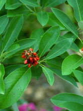 Magnolia virginiana "Glauca" arbore 3.00 - 3.50 m / Magnolia virginiana "Glauca" / gradina-noastra