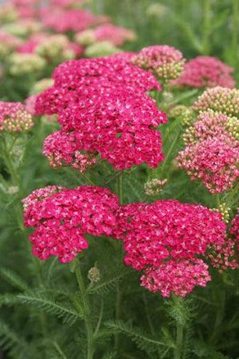 Achillea millefolium "Saucy Seduction" Gradina Noastra