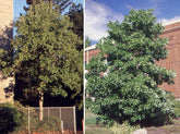 Magnolia virginiana "Glauca" arbore 3.00 - 3.50 m / Magnolia virginiana "Glauca" / gradina-noastra