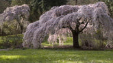 Cires japonez pendul "Kiku - Shidare - Zakura" 2.00 - 2.50 m / Prunus serrulata "Kiku - Shidare - Zakura" / gradina-noastra