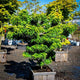 Artar japonez "Mikawa Yatsubusa" 0.60 - 0.80 m / Acer palmatum "Mikawa Yatsubusa" /
