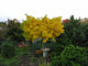 Arborele pagodelor "Mariken" 1.50 m / Ginko biloba "Mariken" /