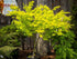 products/orange-dream-japanese-maple-4.jpg