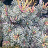Pin alb japonez "Negishi 1.00 - 1.20 m / Pinus parvifolia "Negishi"/ gradina-noastra