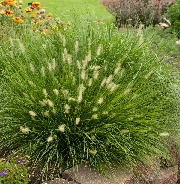 Pennisetum alopecuroides "Little Bunny" 0.20 - 0.30 m / Pennisetum alopecuroides "Little Bunny"/