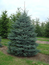 Molid argintiu "Fat Albert" 1.70 - 1.80 m / Picea pungens "Hoopsii"/ gradina-noastra