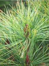 Pin rosu japonez "Alice Verkade" 1.00 - 1.20 m / Pinus densiflora "Alice Verkade" / gradina-noastra