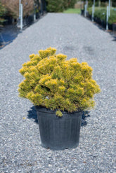 Pin pitic "Winter Gold" 0.40 - 0.60 m / Pinus mugo "Winter Gold"  / gradina-noastra