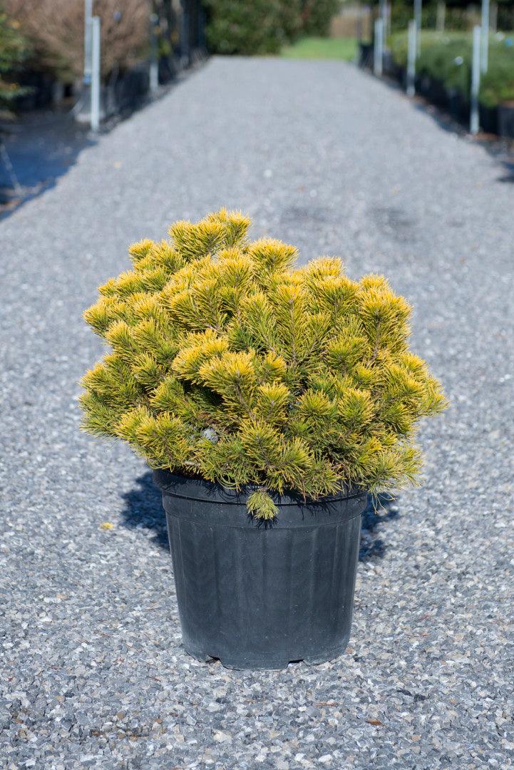 Pin pitic &quot;Winter Gold&quot; 0.40 - 0.60 m / Pinus mugo &quot;Winter Gold&quot;  / gradina-noastra