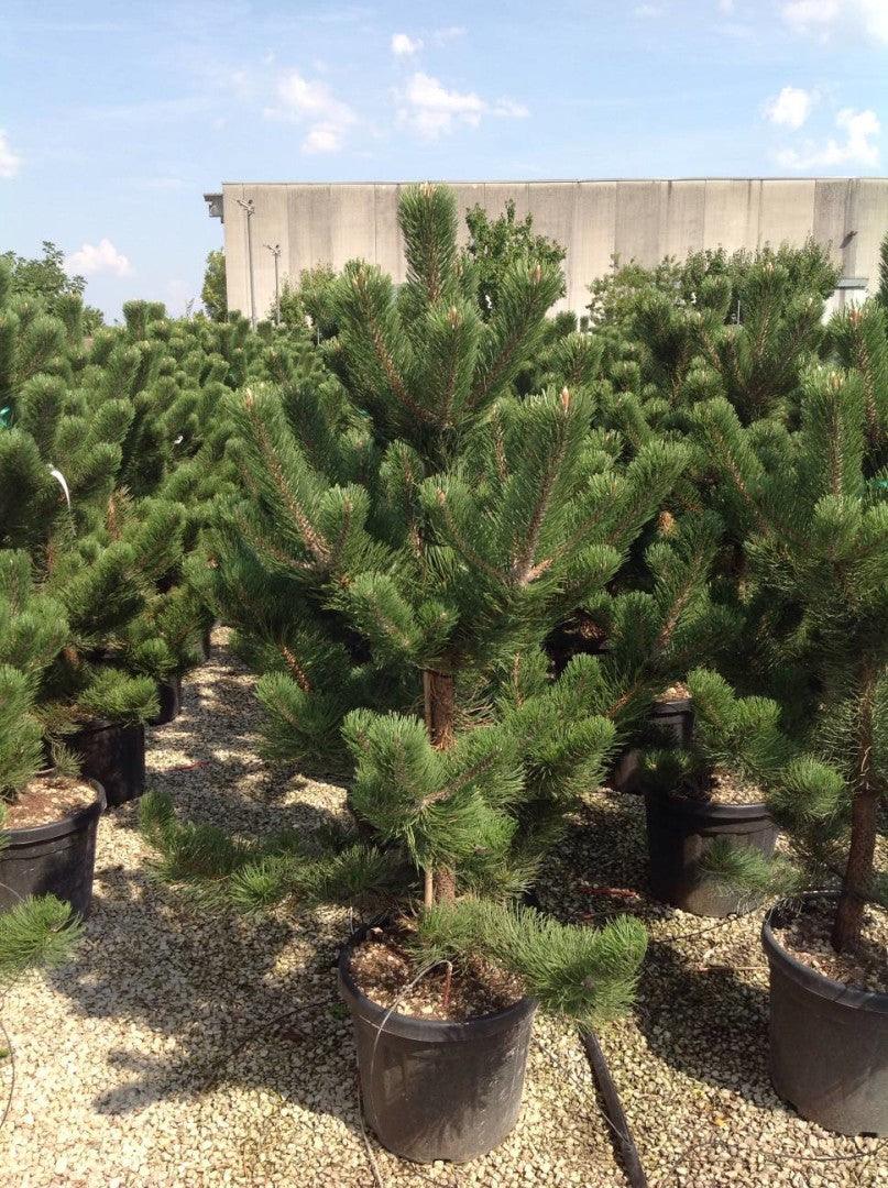 Pin negru &quot;Oregon Green&quot; 1.70 - 2.00 m / Pinus nigra &quot;Oregon Green&quot;  / gradina-noastra
