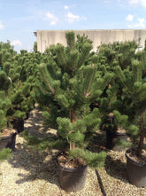 Pin negru "Oregon Green" 1.70 - 2.00 m / Pinus nigra "Oregon Green"  / gradina-noastra