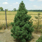 Pin pitic "Columbo" 0.50 m - 0.80 m / Pinus mugo "Columbo" / gradina-noastra