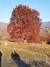 Stejar pedunculat 3.00 - 4.00 m / Quercus robur / gradina-noastra