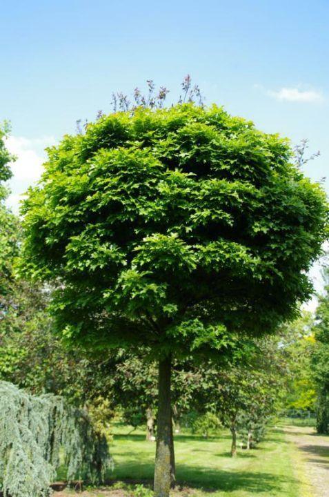 Stejar de balta &quot;Green Dwarf&quot; 2.00 - 2.50 m / Quercus palustris &quot;Green Dwarf&quot;/ gradina-noastra