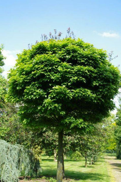 Stejar de balta &quot;Green Dwarf&quot; 2.00 - 2.50 m / Quercus palustris &quot;Green Dwarf&quot;/ gradina-noastra