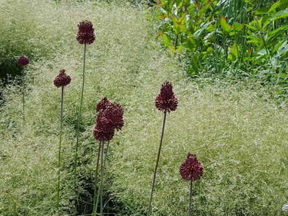 Allium amethystinum &quot;Red Mohican&quot; Gradina Noastra