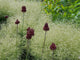Allium amethystinum "Red Mohican"