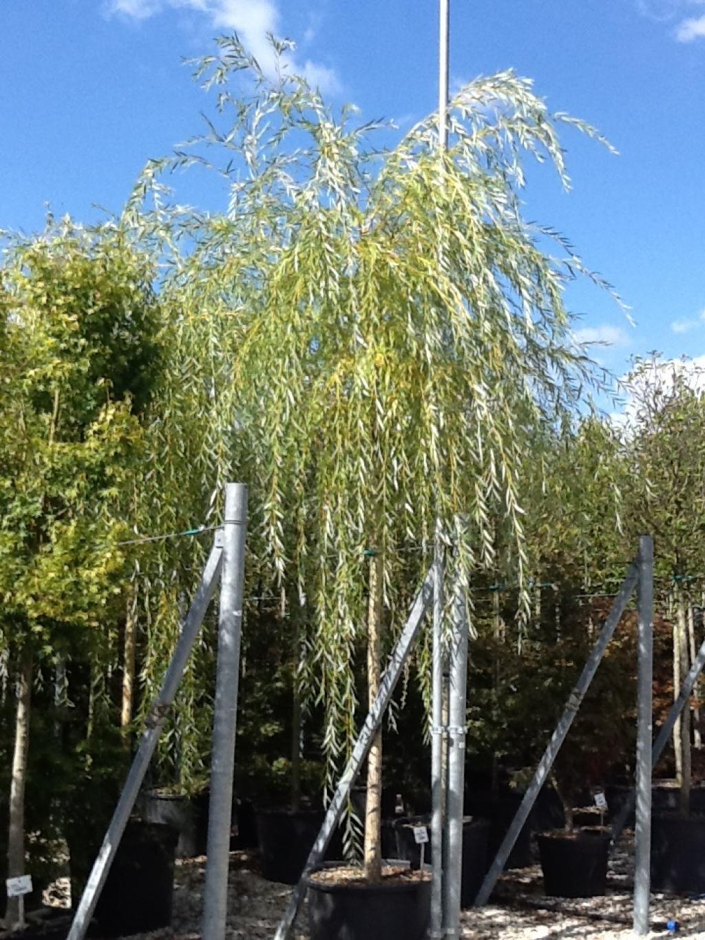 Salcie plangatoare "Aurea" 2.50 - 3.50 m / Salix babylonica "Aurea" / gradina-noastra