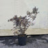 Soc "Black Lace" 0.80 - 1.20 m / Sambucus nigra "Black Lace"/ gradina-noastra