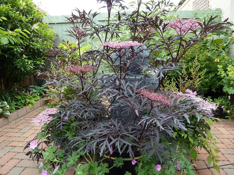 Soc &quot;Black Lace&quot; 0.80 - 1.20 m / Sambucus nigra &quot;Black Lace&quot;/ gradina-noastra