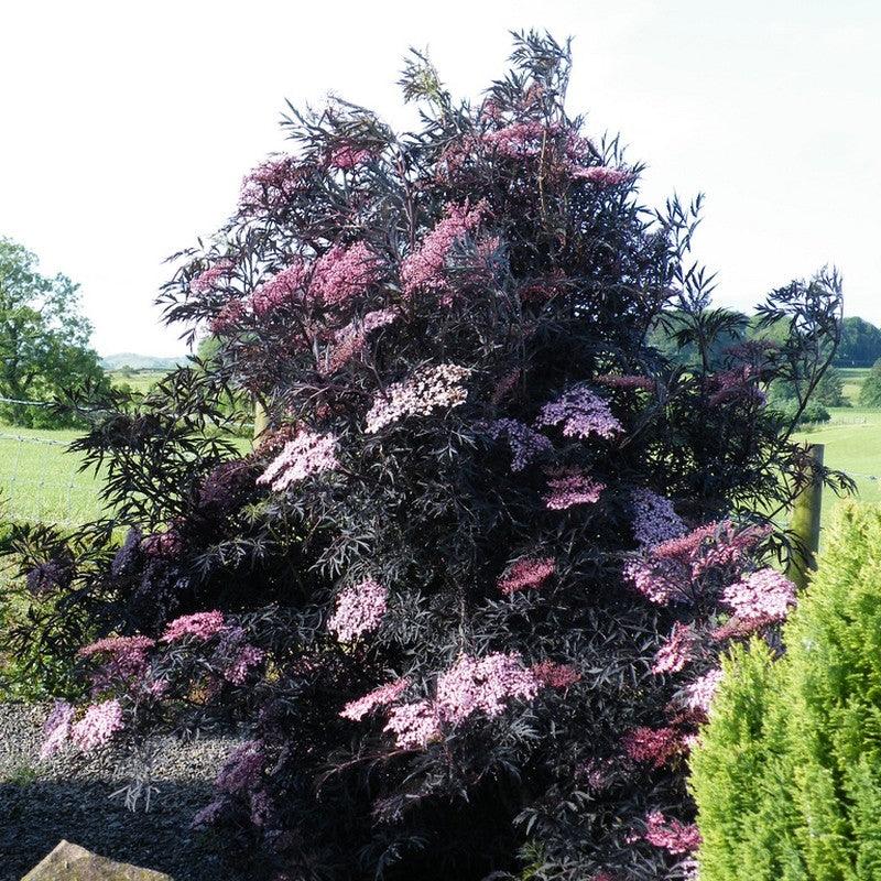 Soc &quot;Black Lace&quot; 0.80 - 1.20 m / Sambucus nigra &quot;Black Lace&quot;/ gradina-noastra