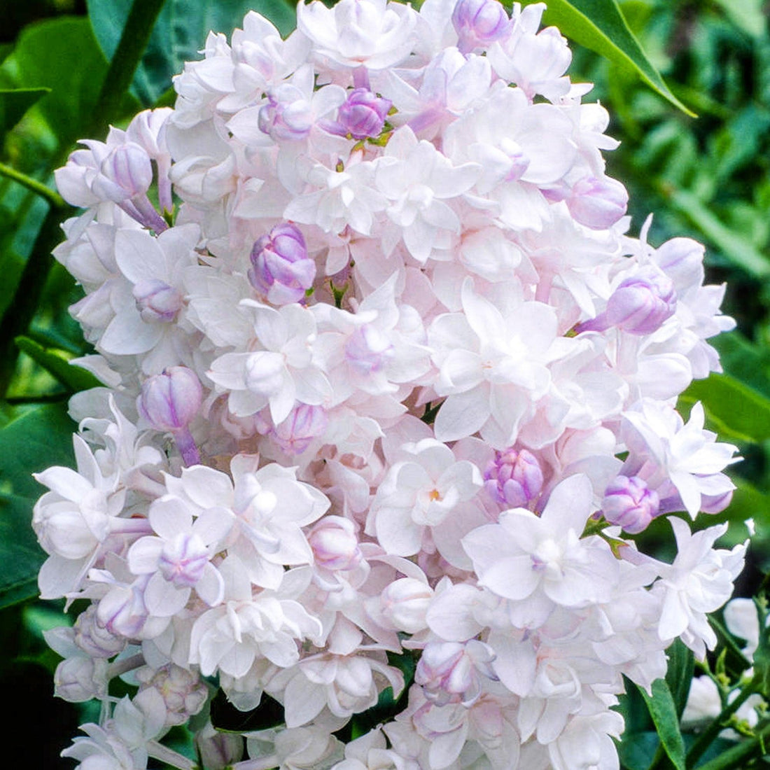 Liliac "Beauty of Moscow" 1.20 - 1.50 m / Syringa vulgaris "Beauty of Moscow" / gradina-noastra