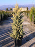 Chiparos de Arizona fastigiat auriu 1.00 - 1.20 m  / Cupressus arizonica ‘Fastigiata Aurea’ / gradina-noastra