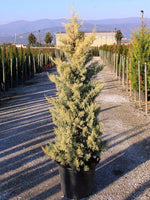 Chiparos de Arizona fastigiat auriu 1.00 - 1.20 m  / Cupressus arizonica ‘Fastigiata Aurea’ /